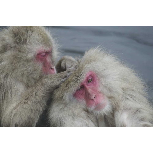 Anon, Josh 아티스트의 Japan Snow monkey grooms another in a hot spring작품입니다.